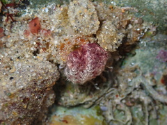 Distaplia