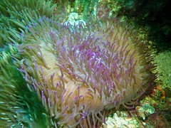 Heteractis