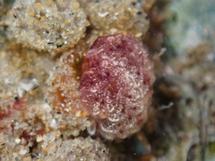 Distaplia