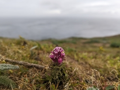 Castilleja exserta latifolia
