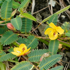 Chamaecrista garambiensis