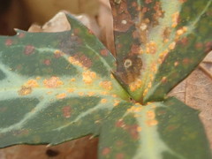 Pucciniastrum pyrolae