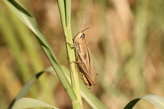 Amblytropidia australis