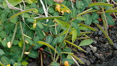 Chamaecrista garambiensis