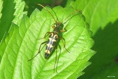 Leptura annularis