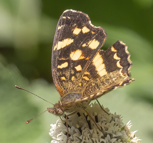 Anthanassa drusilla image