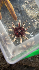 Eucidaris thouarsii