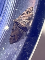 Eupithecia peckorum