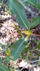 Coptosperma