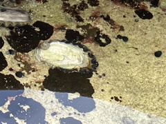 Saccostrea