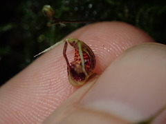 Scaphosepalum dodsonii