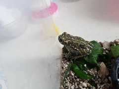 Bufotes viridis viridis