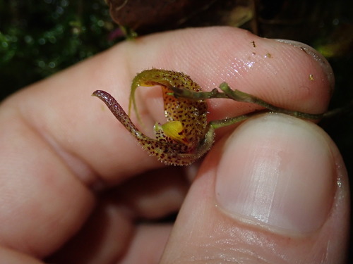 Scaphosepalum beluosum, photograph 6