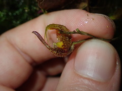 Scaphosepalum beluosum, photograph (c) Nolan Exe, some rights reserved (CC BY)