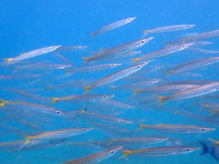 Sphyraena flavicauda