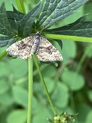 Epirrhoe plebeculata