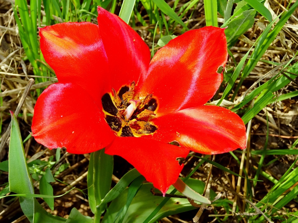 Tulipán