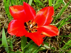 Tulipa fosteriana
