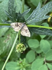 Epirrhoe plebeculata