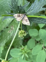 Epirrhoe plebeculata