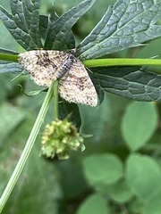 Epirrhoe plebeculata