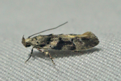 Coleotechnites atrupictella