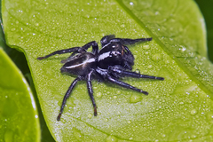 Carrhotus viduus