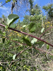 Lonicera interrupta