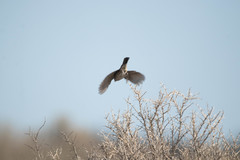 Artemisiospiza nevadensis