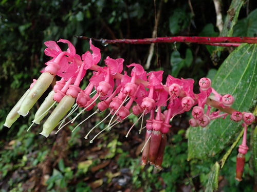 Cavendishia grandifolia, photograph 3