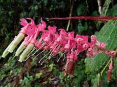 Cavendishia grandifolia