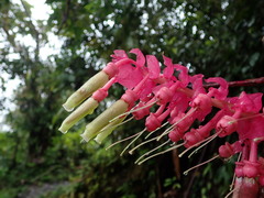 Cavendishia grandifolia