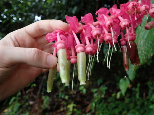 Cavendishia grandifolia, photograph 4
