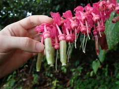 Cavendishia grandifolia