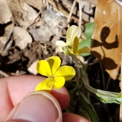 Viola tripartita