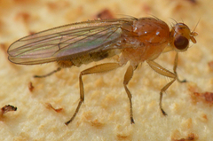 Suillia laevis