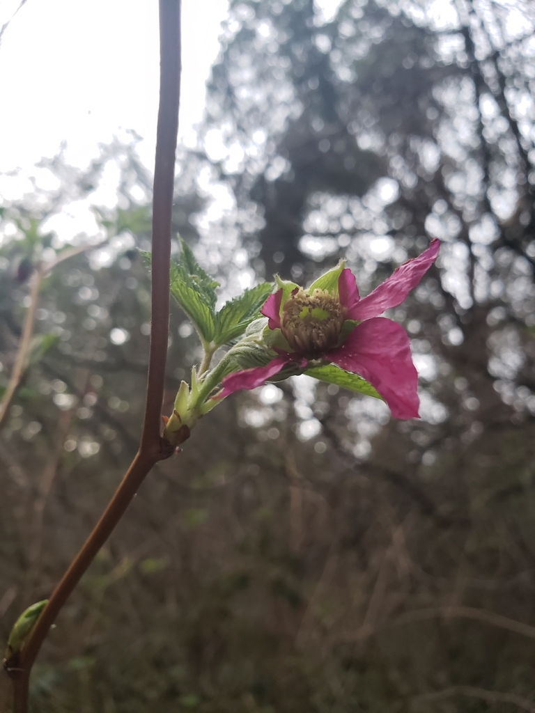 Salmonberry from Seattle, WA 98110, USA on March 27, 2022 at 0657 PM