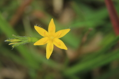 Hypoxis decumbens