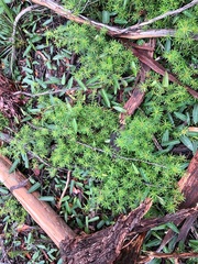 Pultenaea petiolaris