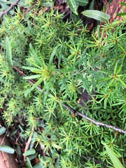 Pultenaea petiolaris