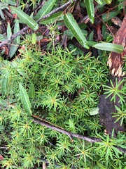 Pultenaea petiolaris