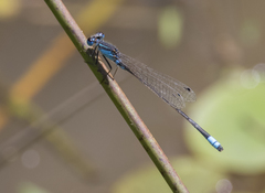 Ischnura heterosticta