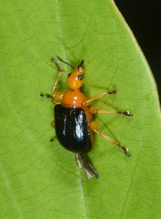 Tomapoderus coeruleipennis
