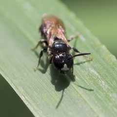Ceratina cucurbitina