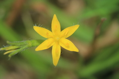 Hypoxis decumbens