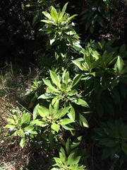 Scaevola chamissoniana