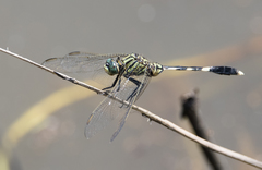 Orthetrum sabina