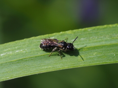 Ceratina cucurbitina
