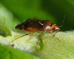 Deraeocoris flavilinea
