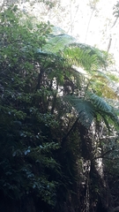 Cyathea costaricensis